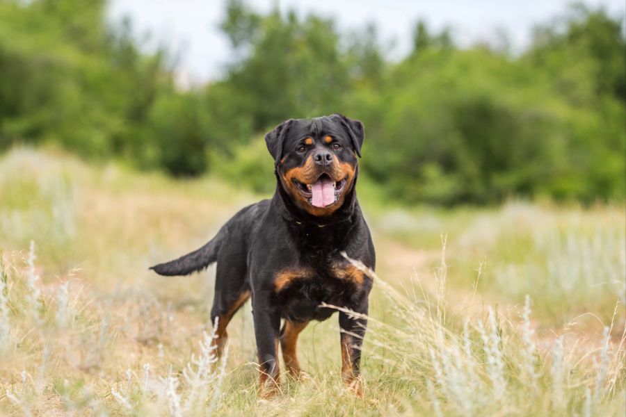 rottweiler futter