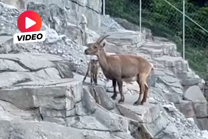 Tierpark Bern Steinböckli