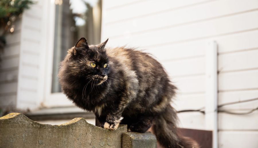 Katze Zaun Haus