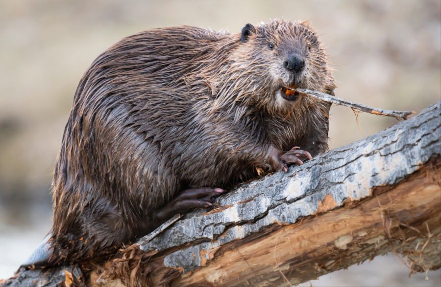 Die Tiere zernagen in Windeseile Bäume, die sie für den Dammbau benötigen. (Symbolbild)
