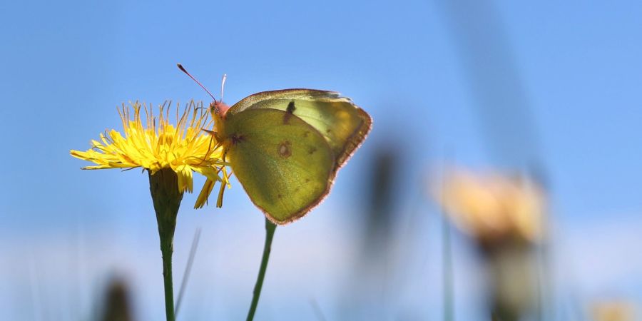 Nahrungsquelle: Die Blüten von Wildblumen halten für Schmetterlinge viel Nektar bereit.