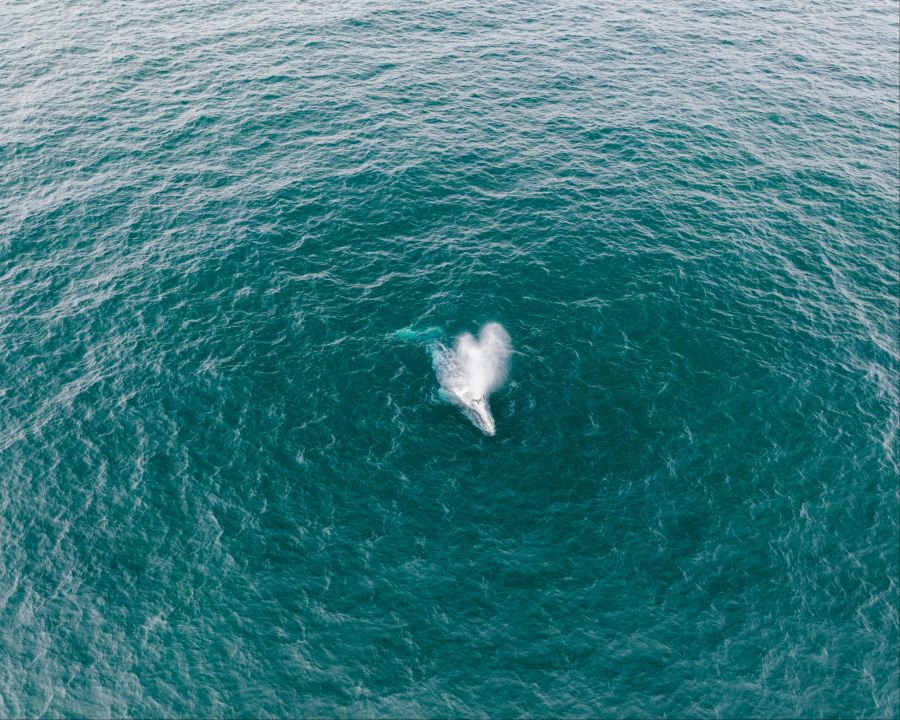 Ein Blauwal gibt pro Tag rund 1000 Liter Urin ins Meer ab.
