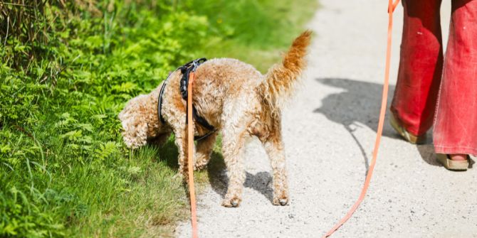 Hund an der Leine