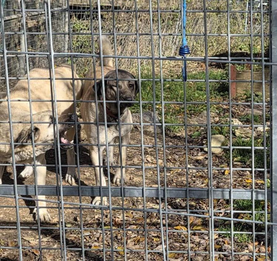 Laut einer involvierten Tierschutzorganisation zeigt die Halterin «keine Einsicht».