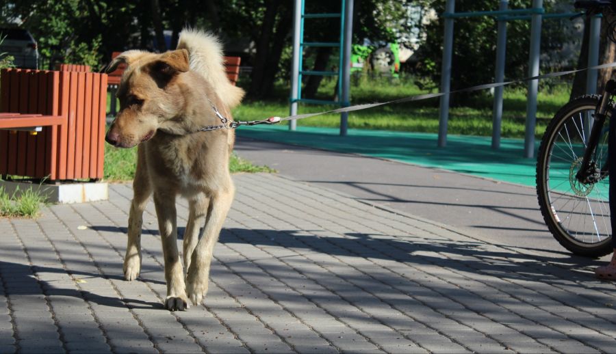 hund hitze