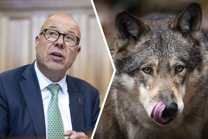 Fabio Regazzi Wolf