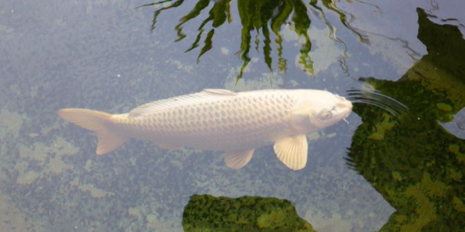 Reinach Koi-Karpfen ausgesetzt sterben
