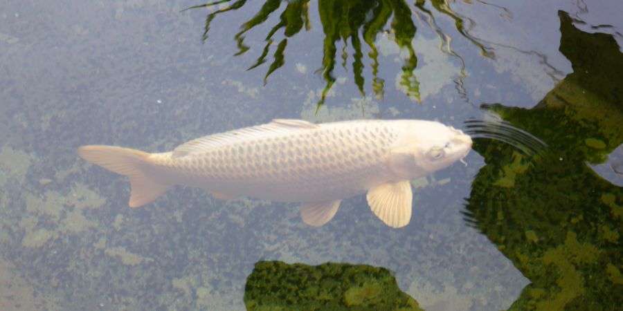 Reinach Koi-Karpfen ausgesetzt sterben