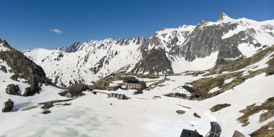 grosser st. bernhard