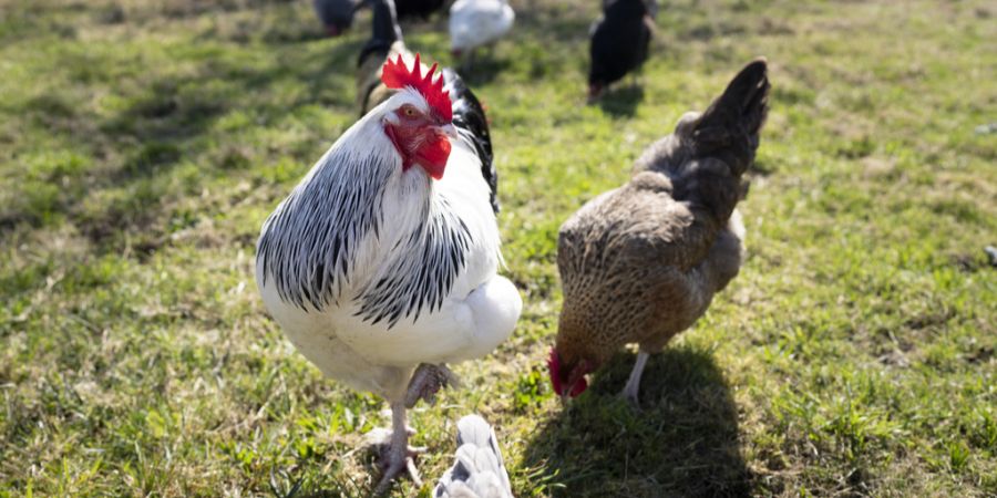 Huhn Hühner Vogelgrippe