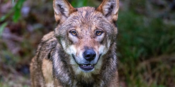 wolf