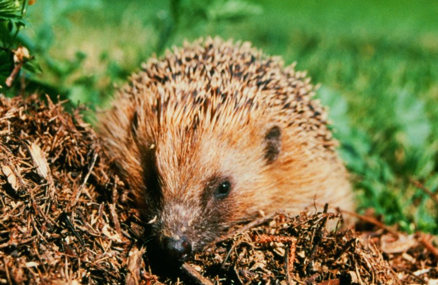Igel