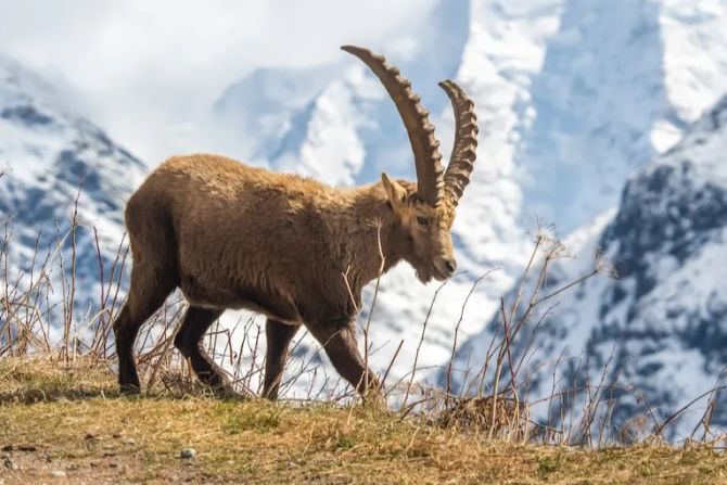 Steinböcke Pontresina Graubünden