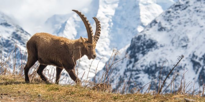 Steinböcke Pontresina Graubünden