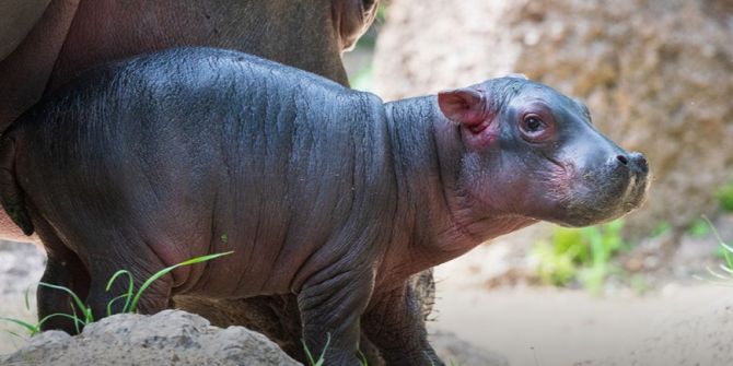 Zoo Basel Flusspferd