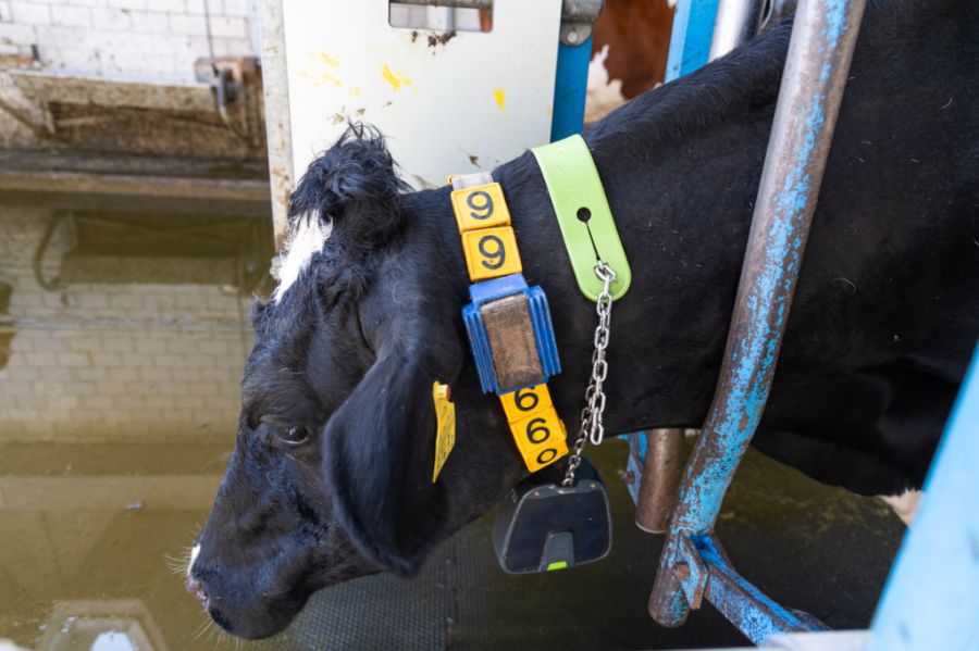 Die Kühe tragen ein GPS-Halsband, das die Tiere mit Impulsen und akustischen Signalen steuert.