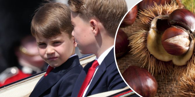 Prinz Louis Kastanien Conker