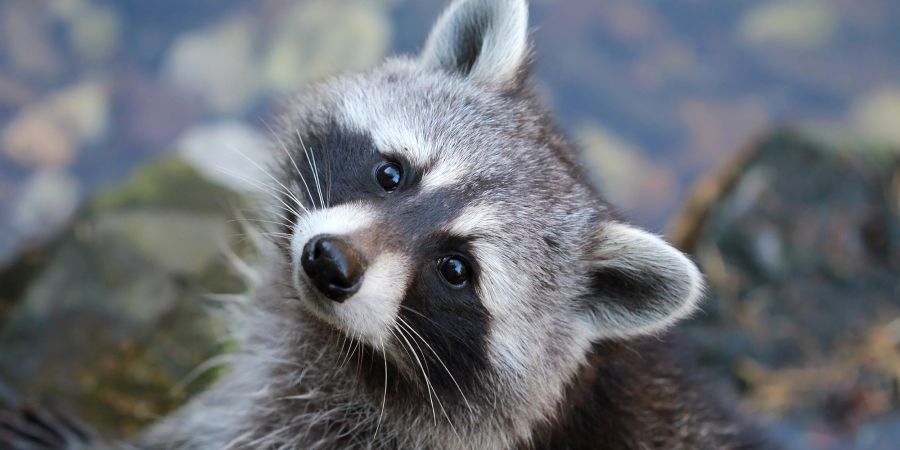 waschbär schaut in kamera