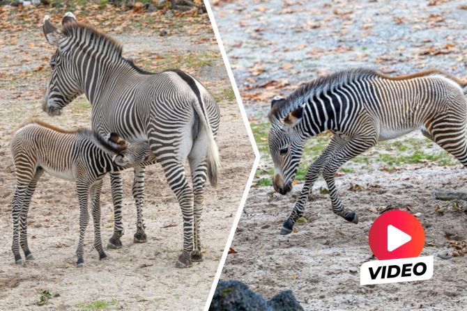 Zebra Babys
