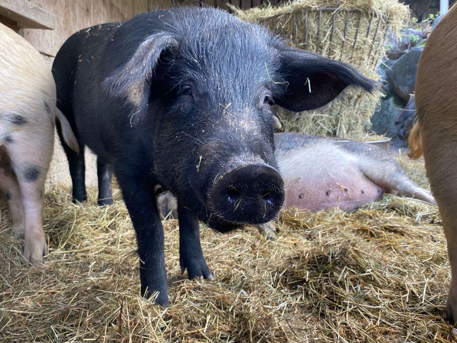 Gerne würde sie die sechs Schweine behalten.