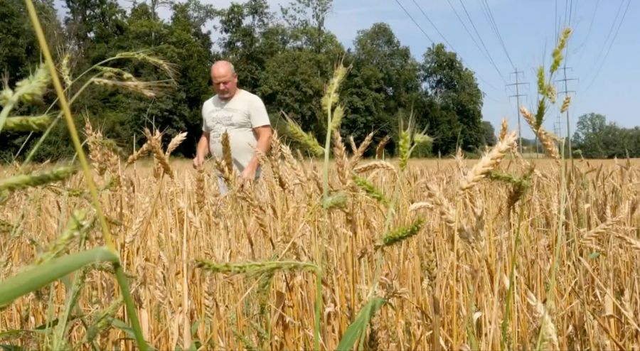 Michael Schum in Unterstammheim ZH rechnet beispielsweise mit einem Ausfall von bis zu 50 Prozent.