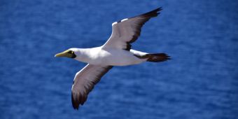 Vogel, Albatross