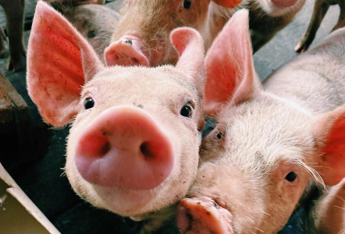Viele Schweine