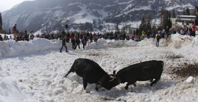 Tierschutz: Kuhkampf im Winter. Kuhkampf