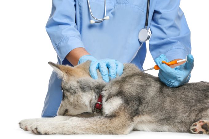 Das Einsetzen des Chips geht schnell und soll sich wie eine Spritze oder Impfung anfühlen. Ist der Chip erst mal drin, ist er nicht mehr zu spüren. Tierarzt setzt Chip bei Husky Welpen ein.