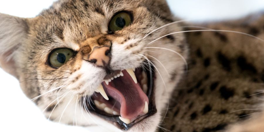 Eine Frau hielt in einer Wohnung in Wil 12 Bengalkatzen. Die hygienischen Bedingungen waren schlecht. (Symbolbild)