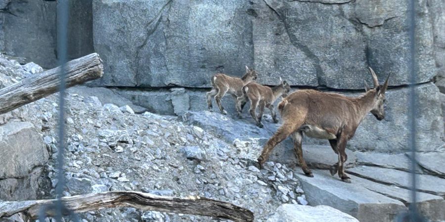 Tierpark Bern