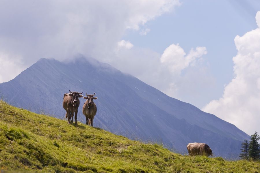 Für die Westschweizer Landwirte ist das paradox. Sie reagieren verärgert.