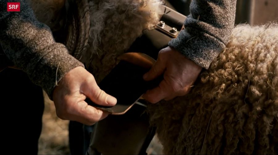 Das geht nur dank Elon Musk und Starlink – seine Schafe stattet Meichtry mit einem Sender aus.