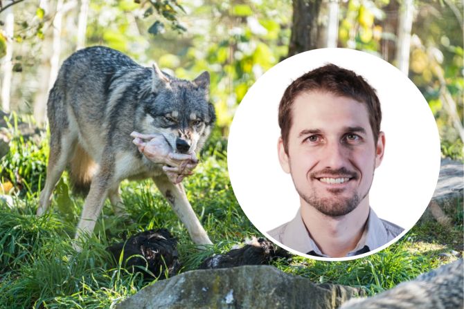 Tobias Sennhauser Wolf Dählhölzli