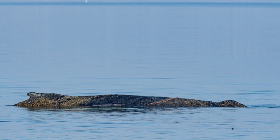 Ein Wal ist an der Ostseeküste vor Niendorf gestrandet. Foto: Ulrich Perrey/dpa