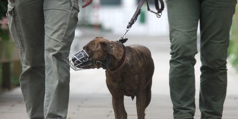 Gewisse Hunderassen sind im Kanton Solothurn bereits verboten - nun will der Kantonsrat das Hundegesetz in einem weiteren Punkt verschärfen. (Symbolbild)
