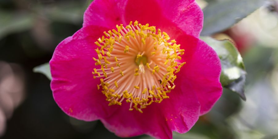 Die Kamelienschau in Locarno steht für das Ende der kalten Jahreszeit. (Archivbild)