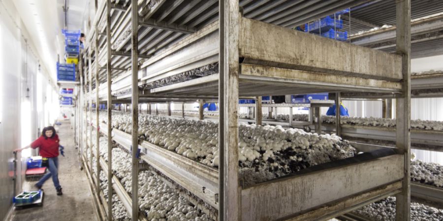 Die Wauwiler Champignons AG wird künftig mit Biogas beliefert. (Archivbild)