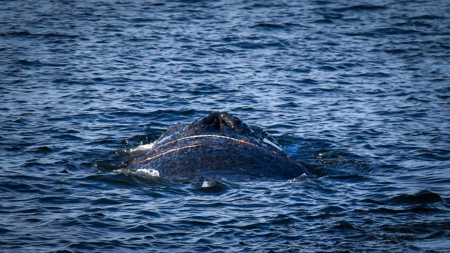 Am Freitag konnte sich der Wal schliesslich freischwimmen. Doch bereits am Samstag strandete er erneut, diesmal in der Wismarbucht.