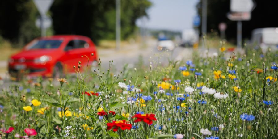 Die Artenvielfalt in der Schweiz nimmt nach wie vor ab - allerdings langsamer als früher. (Symbolbild)