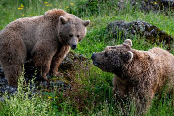 Syrische Braunbären Tierpark Goldau