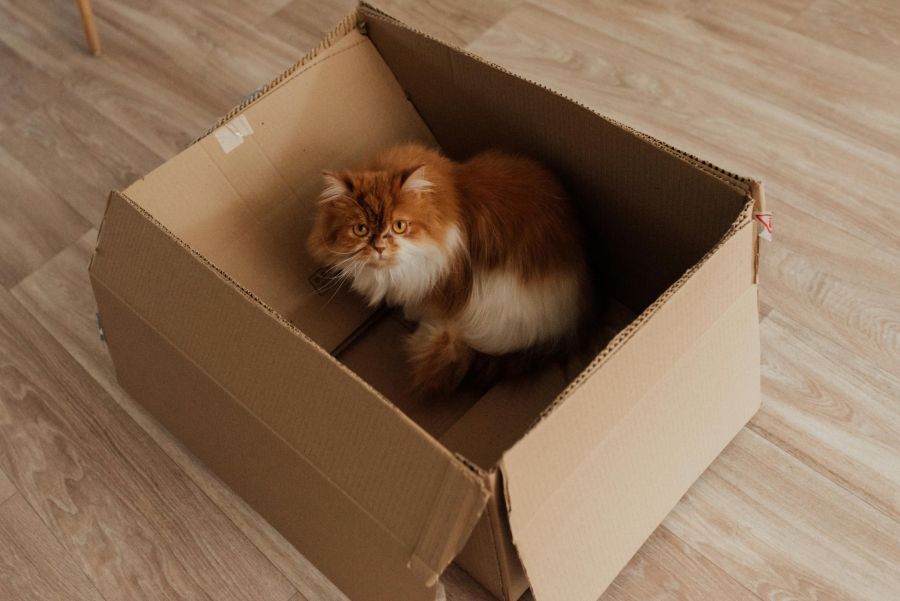 Ein Österreicher wurde verurteilt, da er seine Katze in einem Paket verschickt hatte. (Symbolbild)