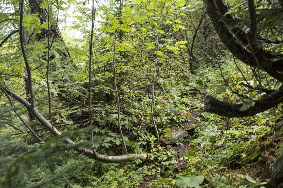 Dort wachsen vor allem viele Laubbaumarten nach.
