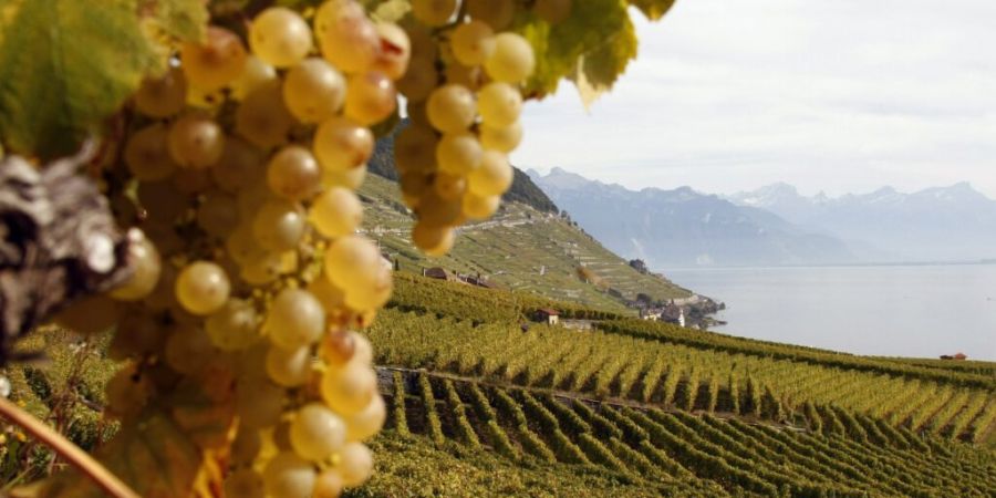 Blick auf das Weinbaugebiet Lavaux oberhalb des Genfersees im Kanton Waadt: In der Westschweiz betrug die Erntemenge 64,4 Millionen Liter. (Archivbild)