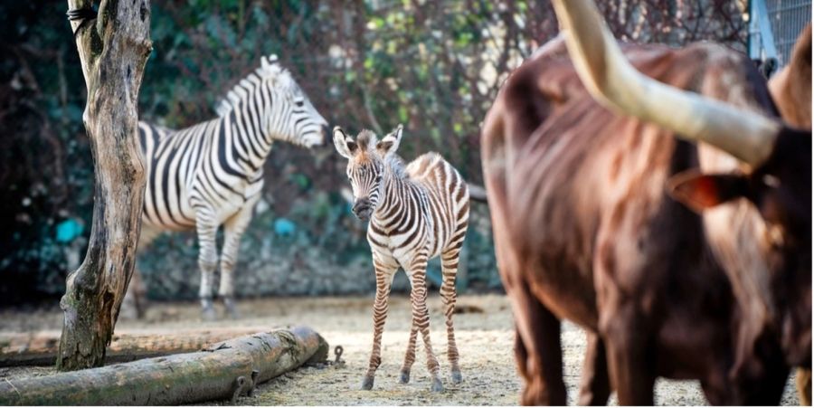 knies kinderzoo rapperswil