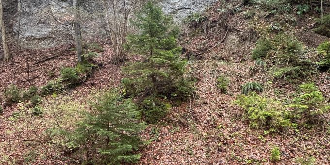 Der Mann verunfallte beim Wandern bei der Ruine Tannegg. verunfallte beim Wandern