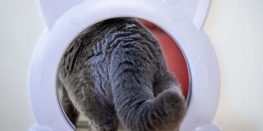 Fast 160 Katzen auf 80 Quadratmetern: Ein Gericht im südfranzösischen Nizza hat ein Paar zu einem Jahr Gefängnis auf Bewährung verurteilt und ihm die Haltung von Haustieren dauerhaft verboten. (Symbolbild)