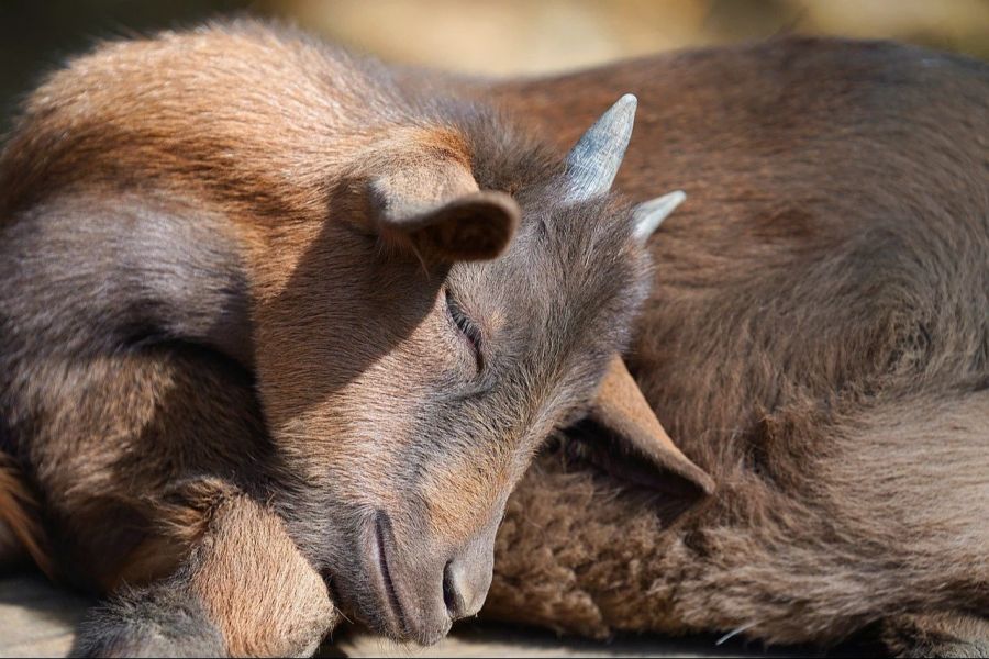 Die Tiere zu verschenken, soll nun für alle Beteiligten eine gute Lösung sein.