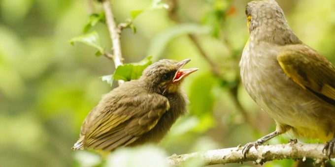 Der Bestand von Singvögeln dezimiert sich durch den illegalen Singvogelhandel dramatisch. (Symbolbild) singvogel singapur rettung
