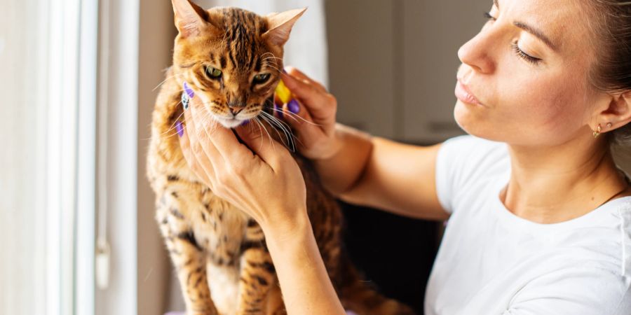 Frau pflegt Fell der Katze